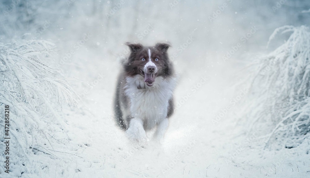 puppy, dog, winter, snow, christmas,  cold,  austrailiansheppard, labrador, magic, 