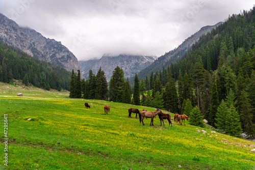Horses in the flowers laden meadow