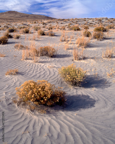 USA, Oregon, Lake County. Rabbitbrush and sagebrush in sand dunes. photo
