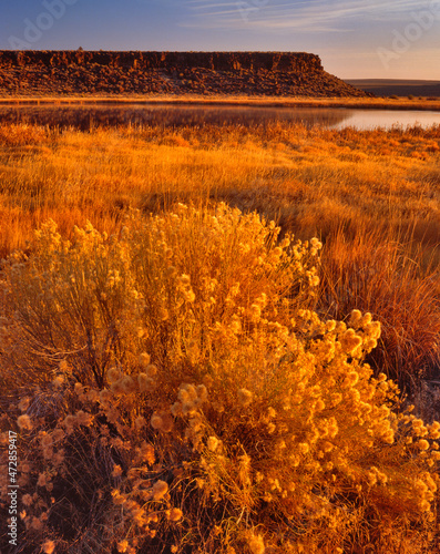 USA, Oregon, Malheur National Wildlife Refuge. Rabbitbrush and wetland at sunrise. photo