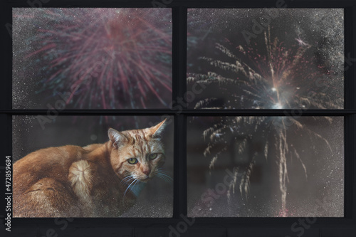 Cat looks out the window and watching the fireworks