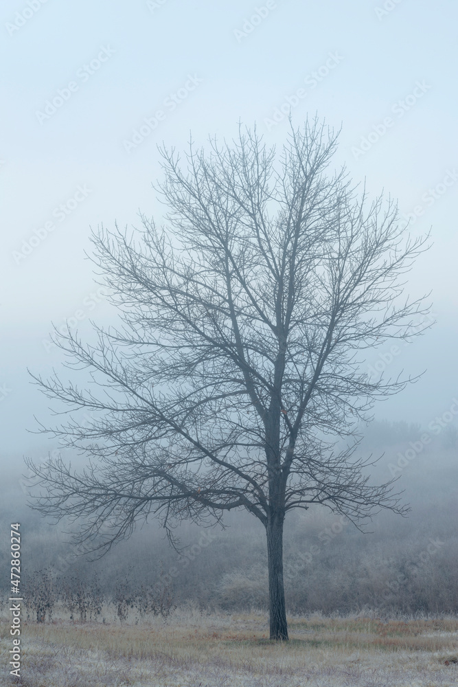 USA, Oregon, Farewell Bend State Park, leafless tree in fog near the Snake River. USA, Oregon, Farewell Bend State Park, leafless tree in fog near the Snake River.