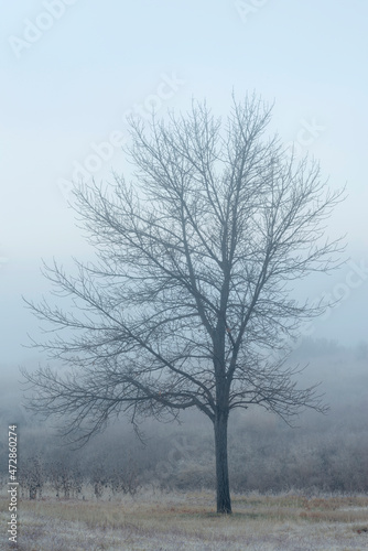 USA, Oregon, Farewell Bend State Park, leafless tree in fog near the Snake River.