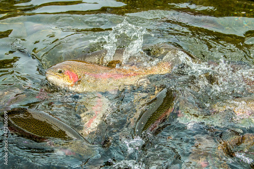 Cascade Locks, Oregon, USA. Rainbow trout feeding in in a pond at the Bonneville Hatchery. When being fed, they will all come to the surface, rolling on their sides as they battle for the food. photo