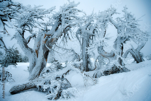 Snow-blasted juniper grove, Mt. Tumalo, Deschutes National Forest, Oregon
