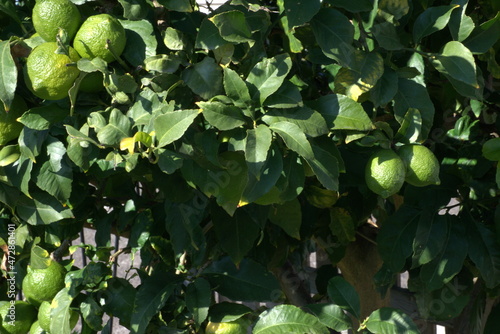 Arbol limonero con frutos