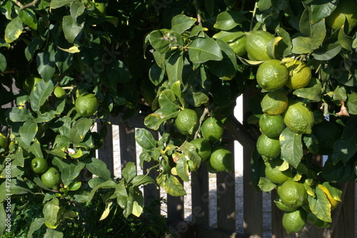 Arbol limonero con frutos