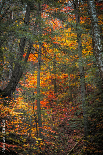 USA, Pennsylvania, Ricketts Glen State Park.