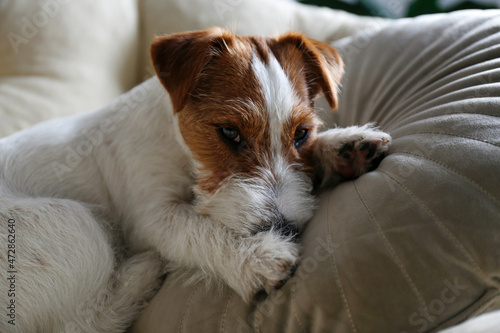 Wire Haired Jack Russell Terrier puppy in the dog bed looking at the camera. Small rough coated doggy with funny fur stains resting in a lounger at home. Close up, copy space, cozy interior background