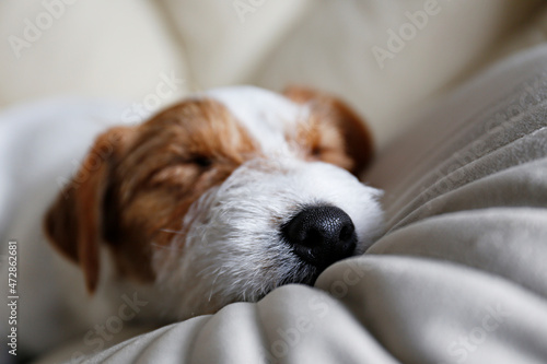 Portrait of four months old wire haired Jack Russell Terrier puppy sleeping in the dog bed. Small rough coated doggy with funny fur stains resting in a lounger. Close up, copy space, background. © Evrymmnt
