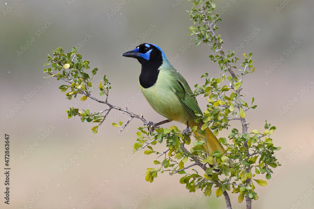 Obraz premium Green Jay, Rio Grande Valley, Texas