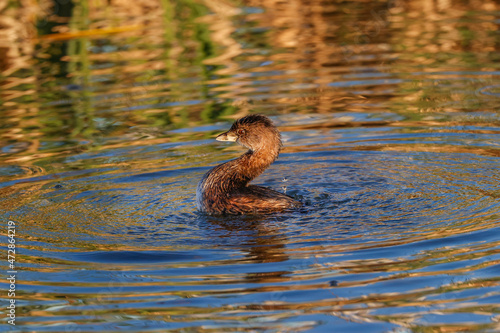 Pied billed grebe, South Padre Island, Texas photo