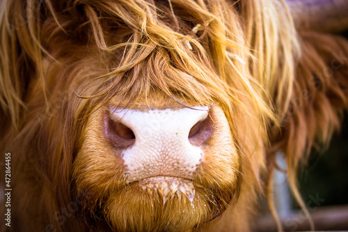 Hairy Scottish brown-red yak portrait muzzle close up. Highland cattle. A reddish brown cow with stands in pen behind wooden fence. Scottish breed of cows. Farm animals on eco farm or in contact zoo. photo