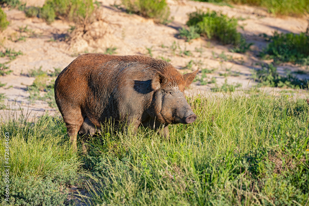 Feral Pig (Sus scrofa) in south Texas Feral Pig (Sus scrofa) in south Texas