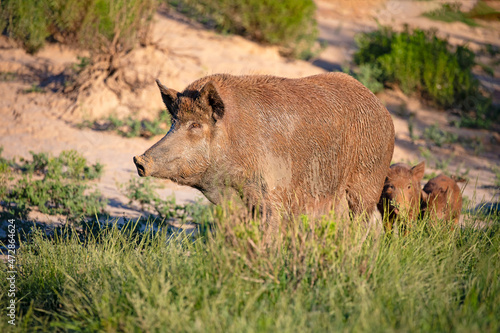 Feral Pig (Sus scrofa) in south Texas