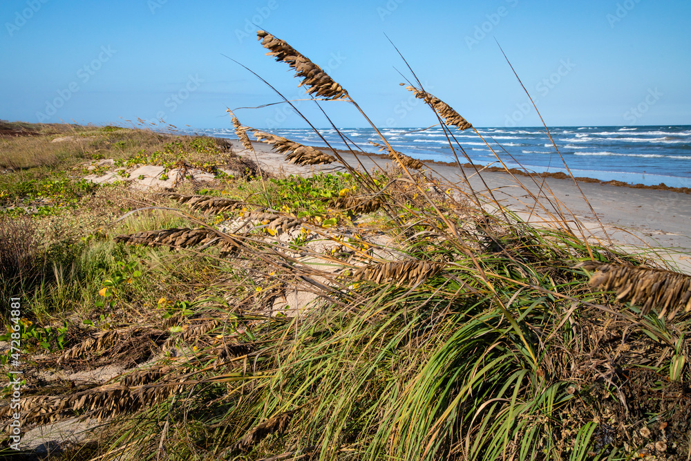 Sea Oats on the dunes at Malaquite Beach, Padre Island National Seashore.