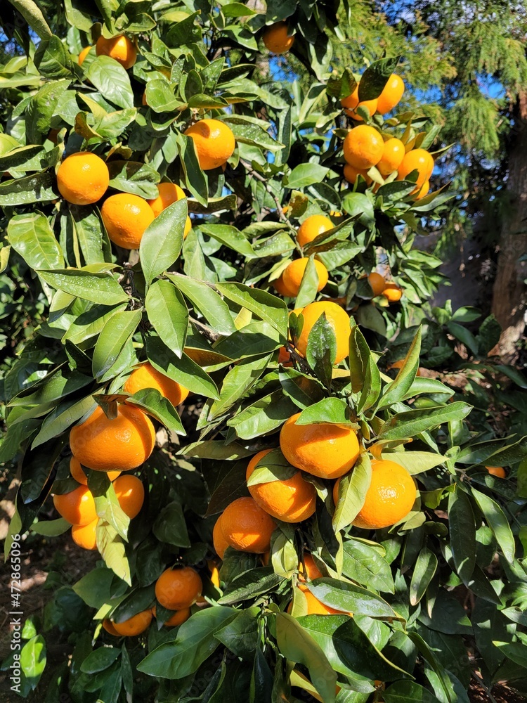 mandarin, tangerine, orange, fruit, food, a tangerine orchard