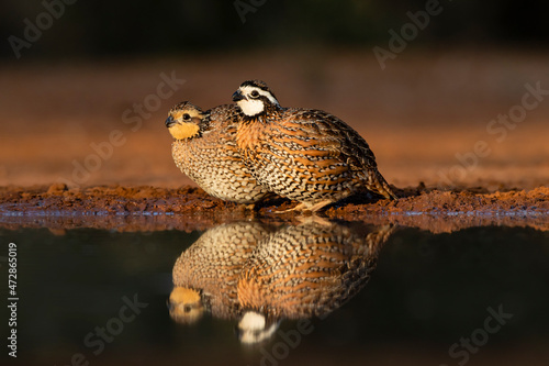 Canvas Print Northern Bobwhite (Colinus virginianus) quail pair drinking