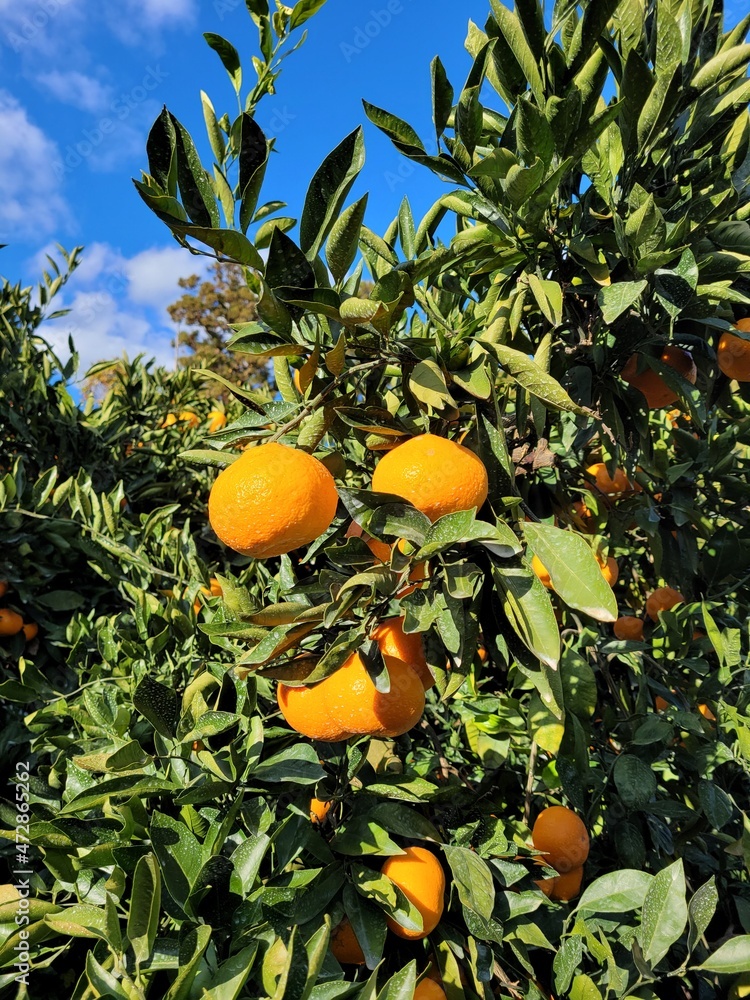mandarin, tangerine, orange, fruit, food, a tangerine orchard mandarin, tangerine, orange, fruit, food, a tangerine orchard
