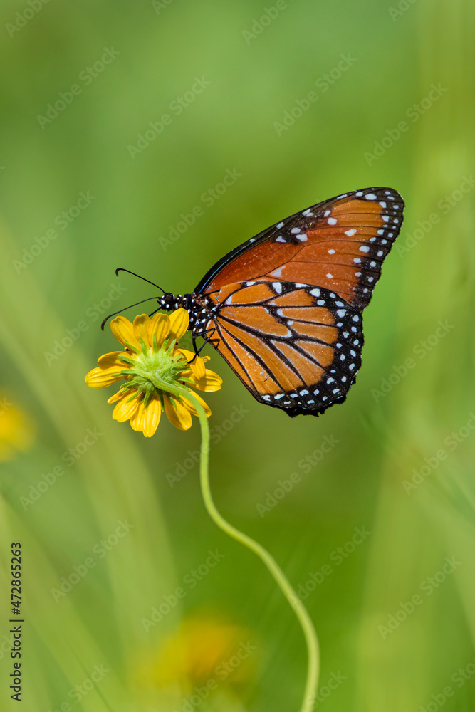 Queen (Danaus gilippus) butterfly on sunflower Queen (Danaus gilippus) butterfly on sunflower