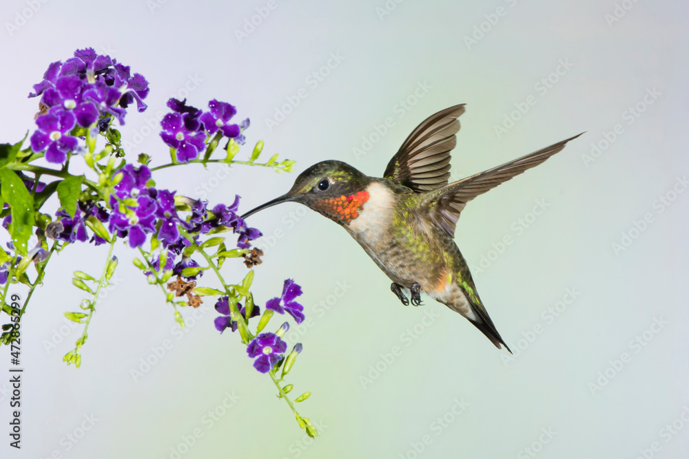 Fototapeta premium Ruby-throated Hummingbird (Archilochus colubris) feeding