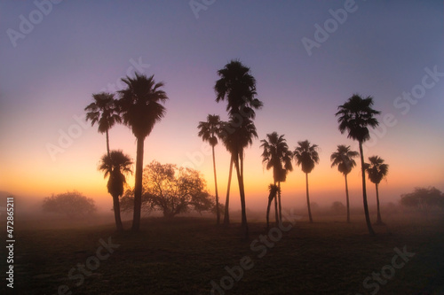 Palm Trees at sunrise on Texas coast