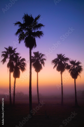 Palm Trees silhouetted by rising sun through fog