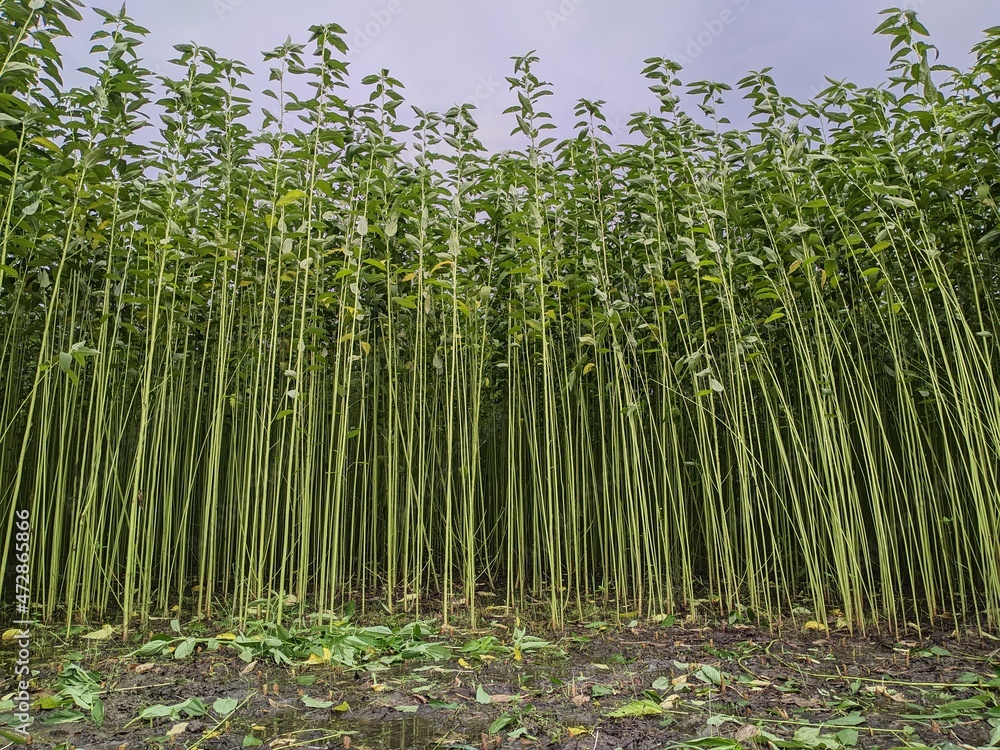 green tall jute plants with white sky. Jute cultivation in Bangladesh