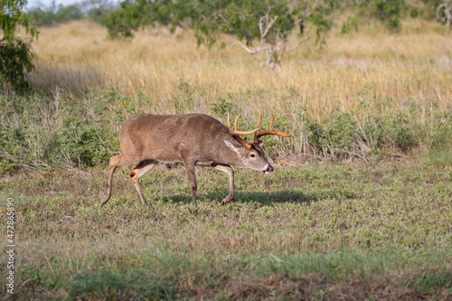 Fototapeta Naklejka Na Ścianę i Meble -  White-tailed Deer (Odocoileus virginianus) buck trailing doe in estrus