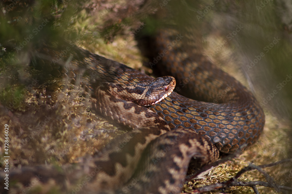 Fototapeta premium Kreuzotter