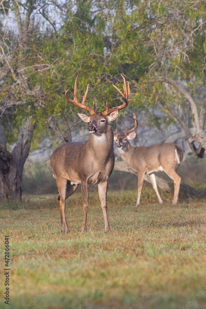 White-tailed Deer (Odocoileus virginianus) males in breeding condition White-tailed Deer (Odocoileus virginianus) males in breeding condition