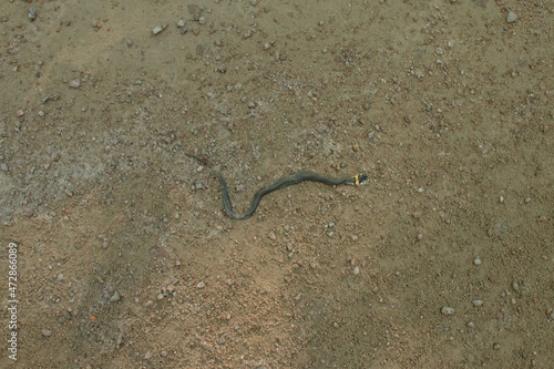 Little black dead already on the dirt road. Non-venomous snake with yellow specks © Aritel