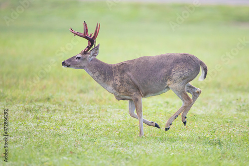 White-tailed Deer (Odocoileus virginianus) buck running