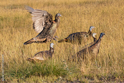 Wild Turkey (Meleagris gallopavo) hens foraging in grassland photo