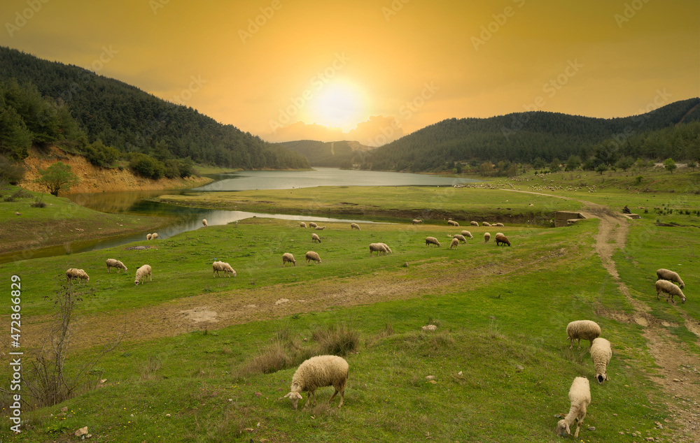 Fototapeta premium Sheep in the meadow. Herds of sheep graze at sunset