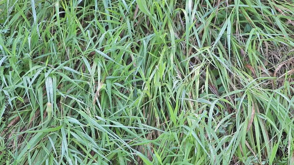 Beautiful grass in the summer morning full of dew Beautiful grass in the summer morning full of dew