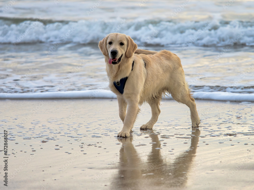 Young Retriever Having Fun At The Beach Young Retriever Having Fun At The Beach