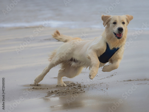 Young Retriever Having Fun At The Beach