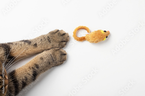 Cat paws and a mouse cat toy on a white background. Top view, copy space.