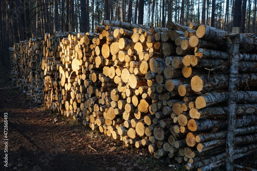 Fototapeta Naklejka Na Ścianę i Meble -  Ścięte drewno