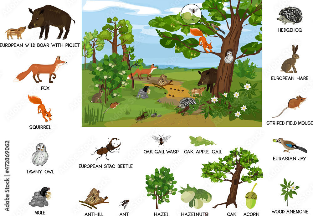 Grove biotope with different animals (mammals, birds, insects) and plants  in their natural habitat. Ecosystem of forest Stock Vector | Adobe Stock