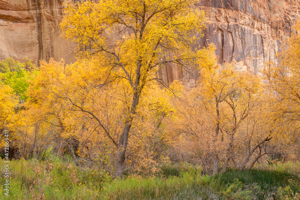 USA, Utah. Grand Staircase Escalante National Monument, Autumn colored box elder and sandstone walls in Calf Creek Canyon.