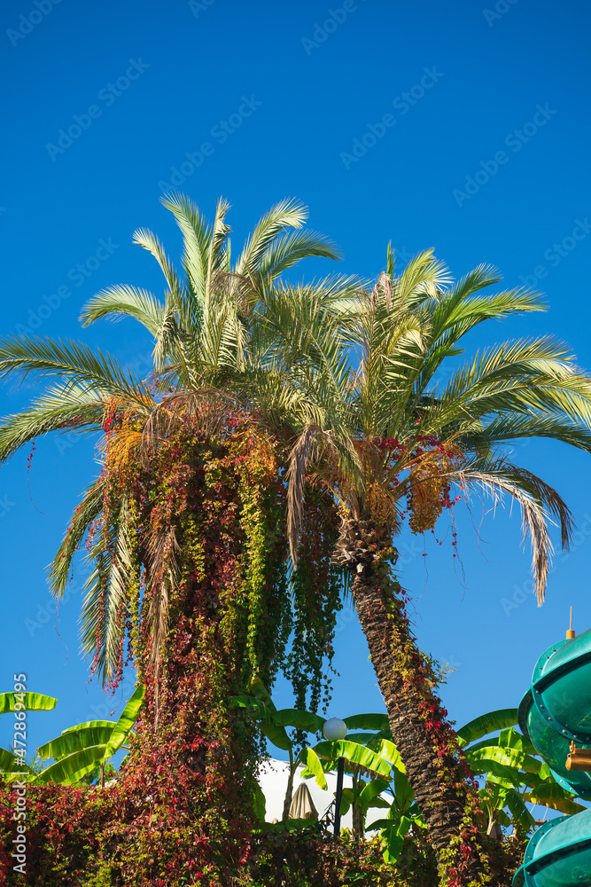 the top of palm trees against a blue sky. vegetation of the tropics. 