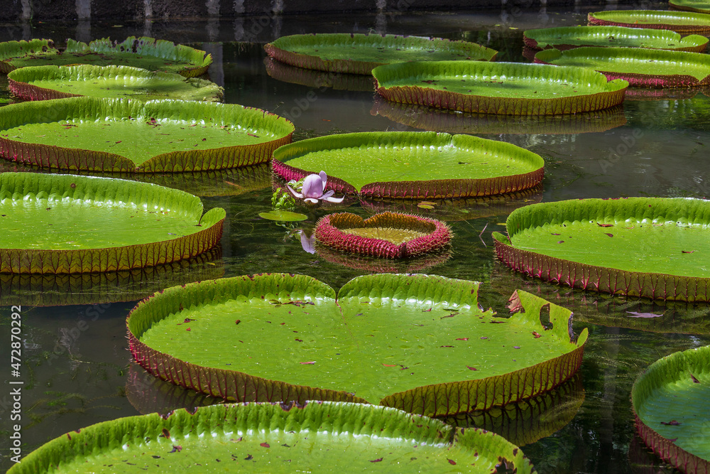 Giant water lily in botanical garden on Island Mauritius . Victoria ...