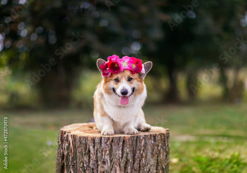 beautiful portrait of a corgi dog sitting on a stump in the garden with a wreath of rose flowers on his head © nataba