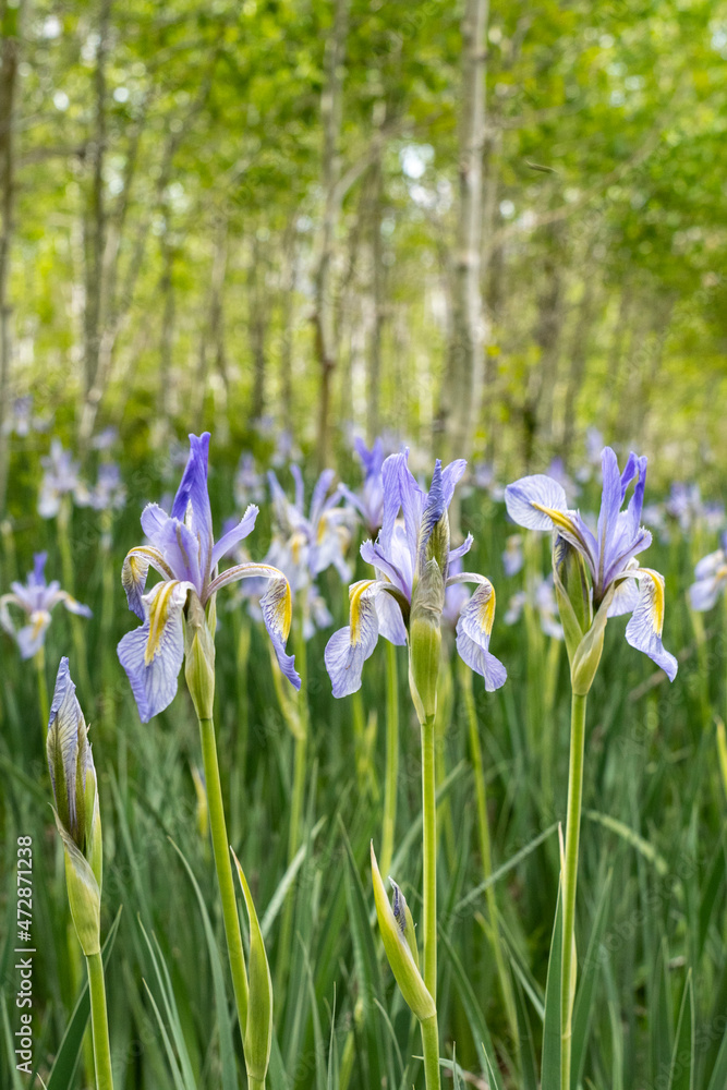USA, Utah. Wild Iris (Iris missouriensus) in the Manti-La Sal National Forest. USA, Utah. Wild Iris (Iris missouriensus) in the Manti-La Sal National Forest.