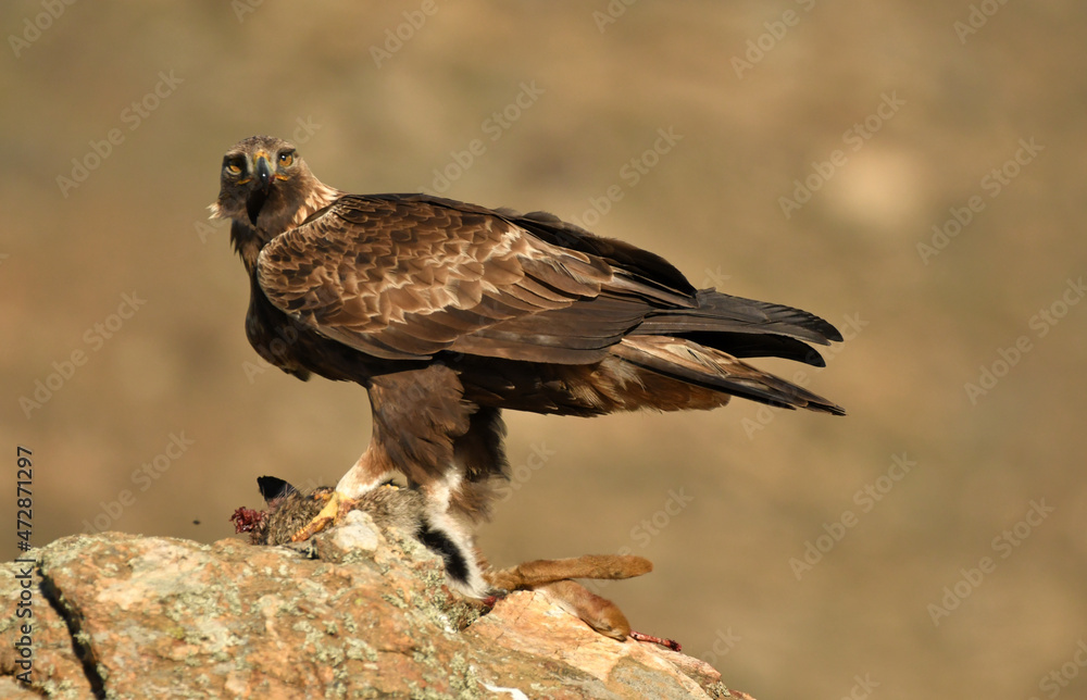 aguila real adulta en la sierra abulense aguila real adulta en la sierra abulense