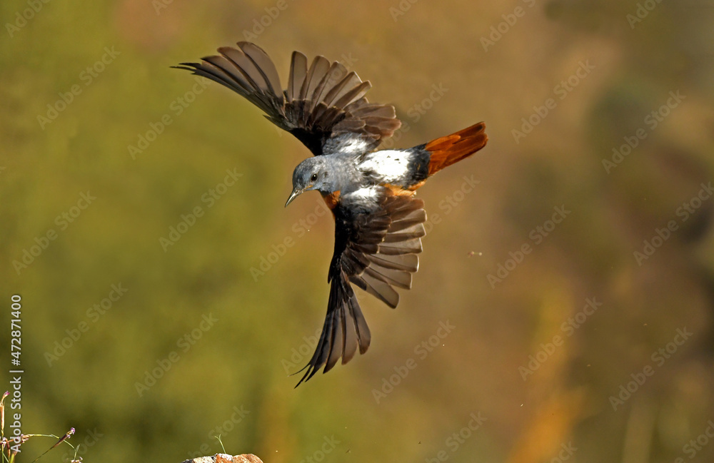 Obraz premium Vuelo del roquero rojo