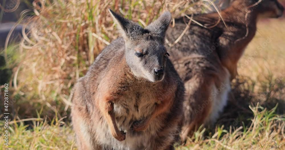 Close up shot of cute Wallaby at Oklahoma Close up shot of cute Wallaby at Oklahoma
