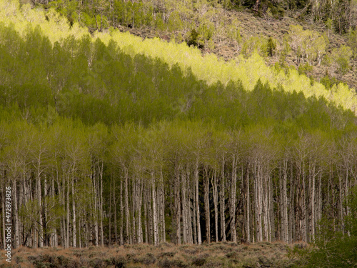Aspen trees, spring, ancient Pando clone (estimated to be 80,000 years old), Fishlake National Forest, Utah photo
